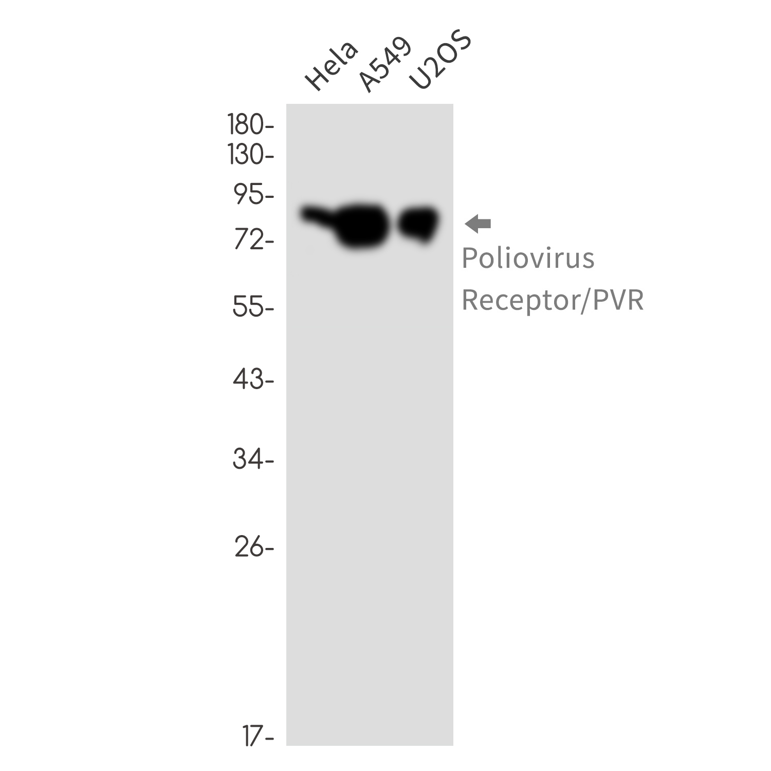 Poliovirus Receptor Rabbit mAb