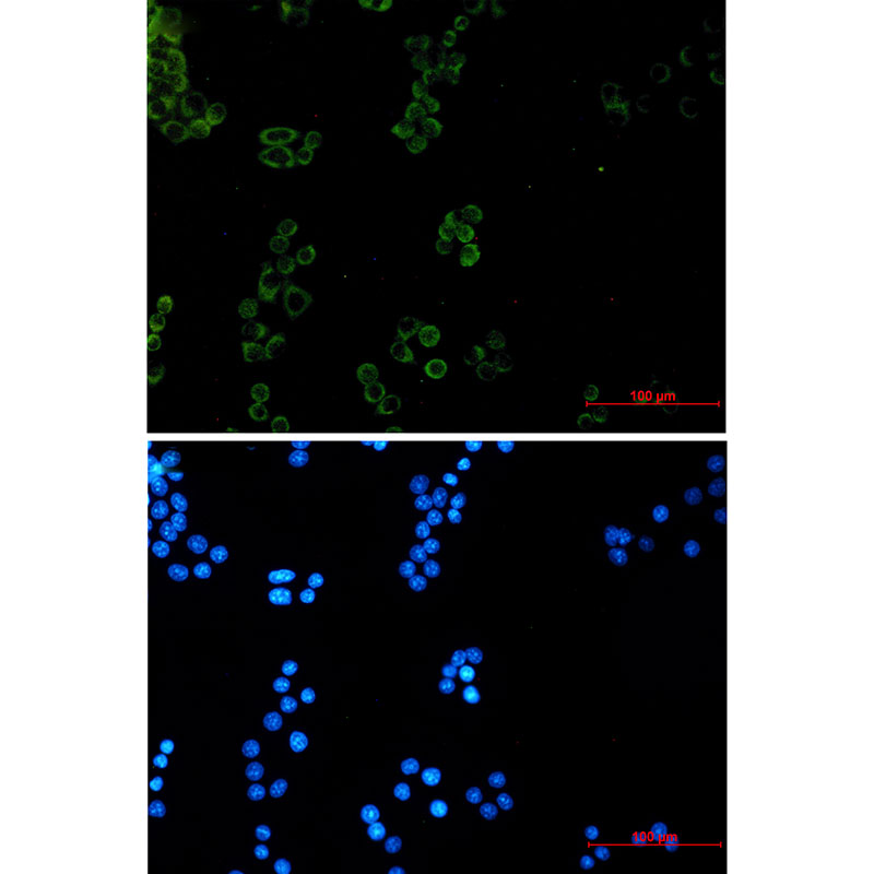 Prohibitin Rabbit mAb