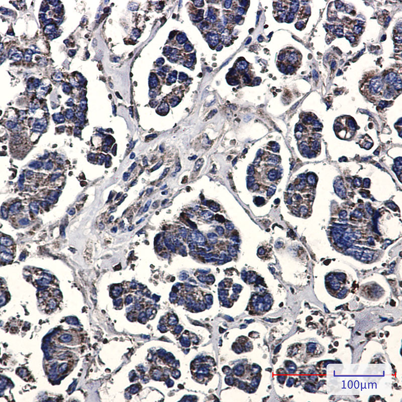 Prohibitin Rabbit mAb