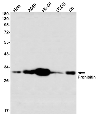 Prohibitin Rabbit mAb