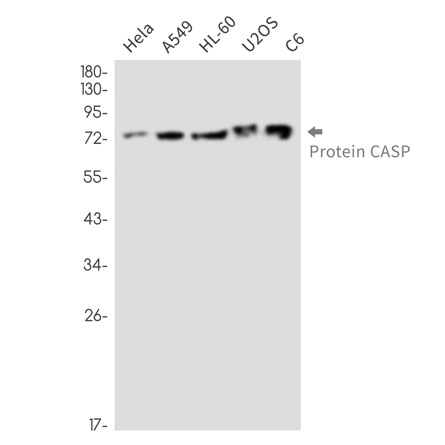 Protein CASP Rabbit mAb