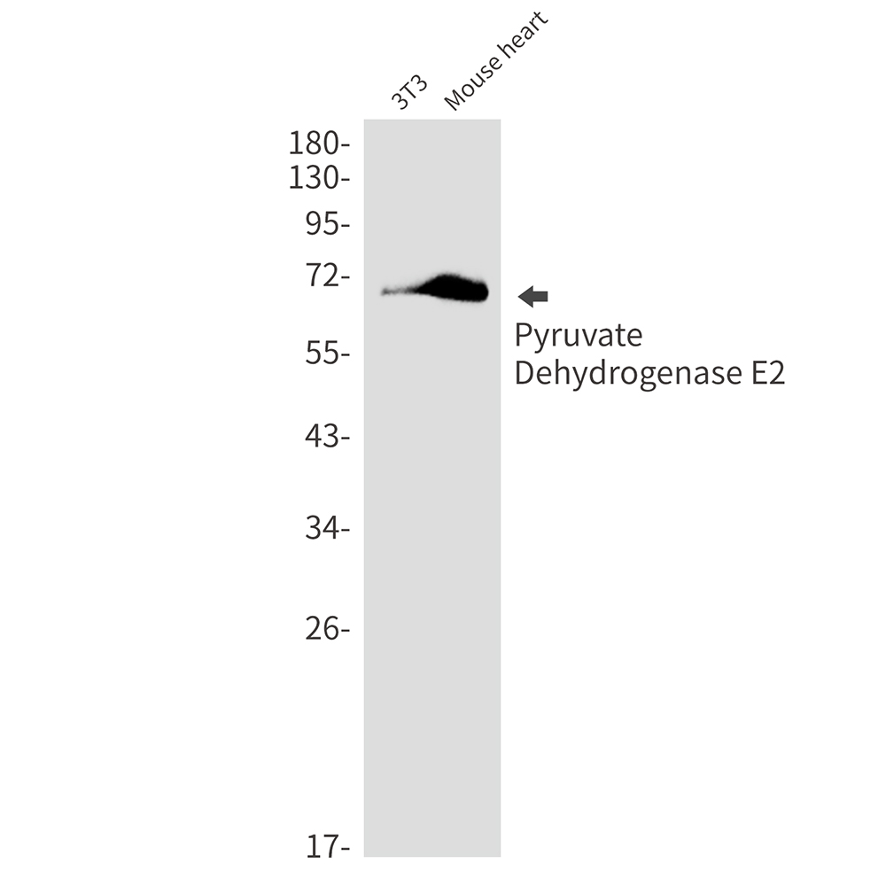 Pyruvate Dehydrogenase E2 Rabbit mAb