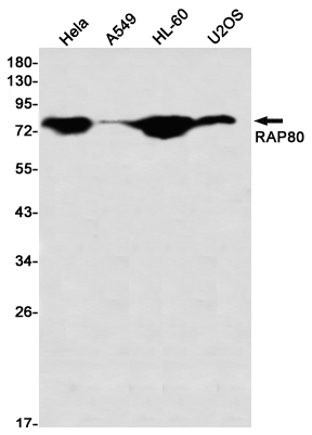 RAP80 Rabbit mAb