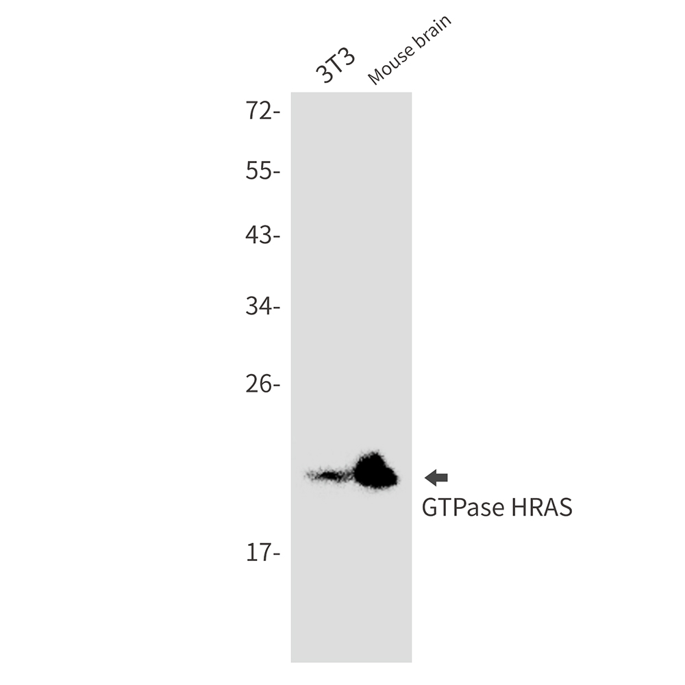 GTPase HRAS Rabbit mAb