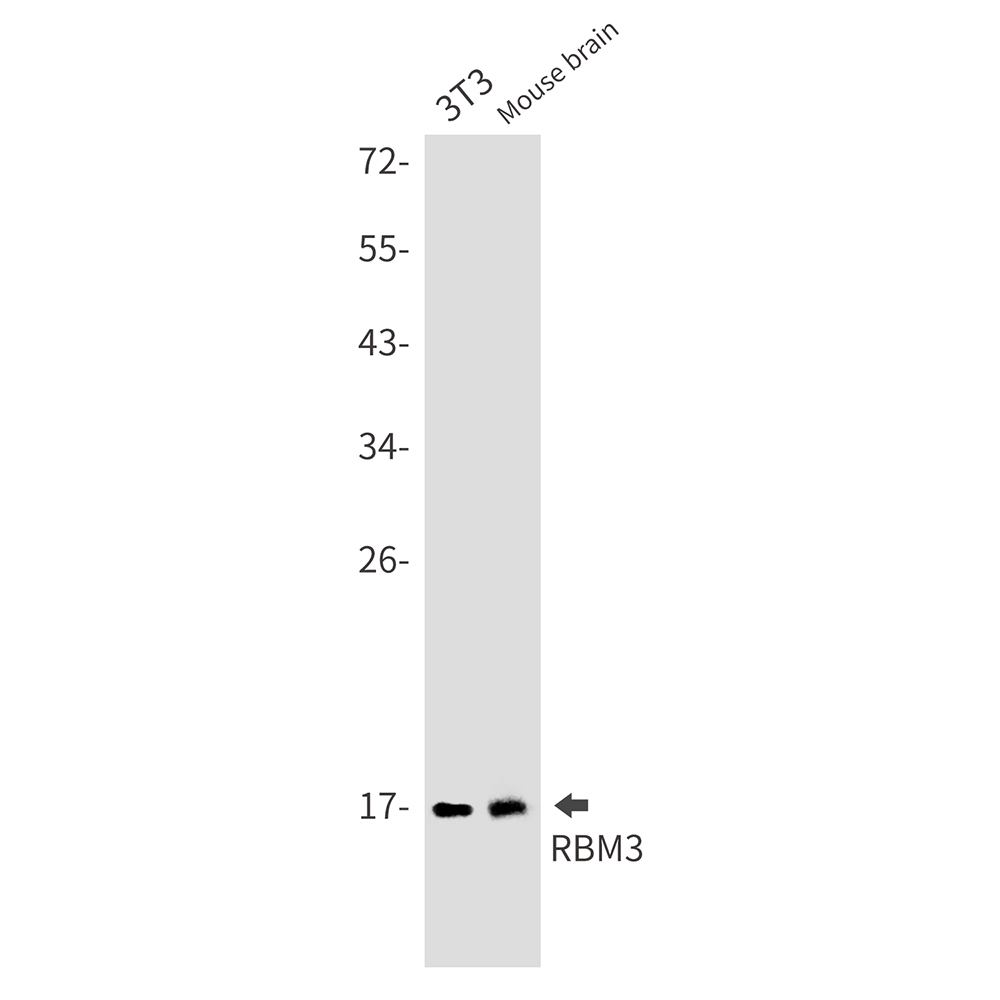 RBM3 Rabbit mAb