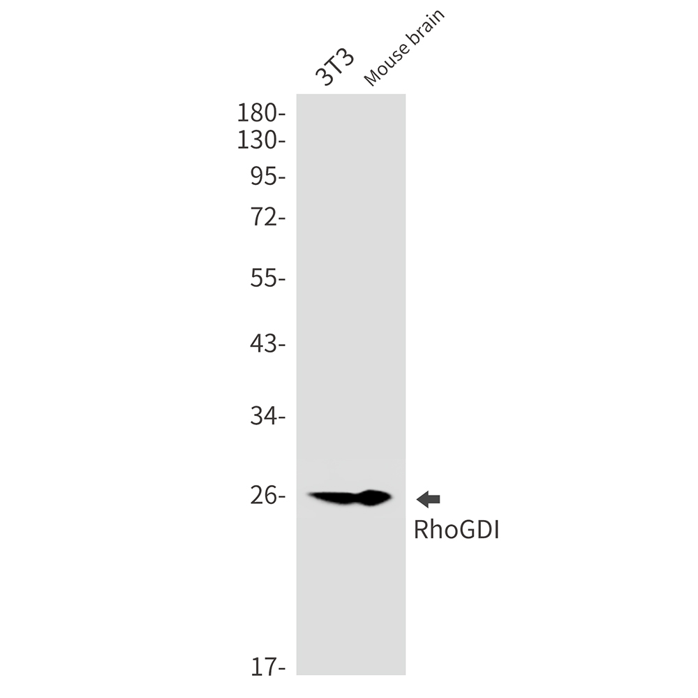 RhoGDI Rabbit mAb