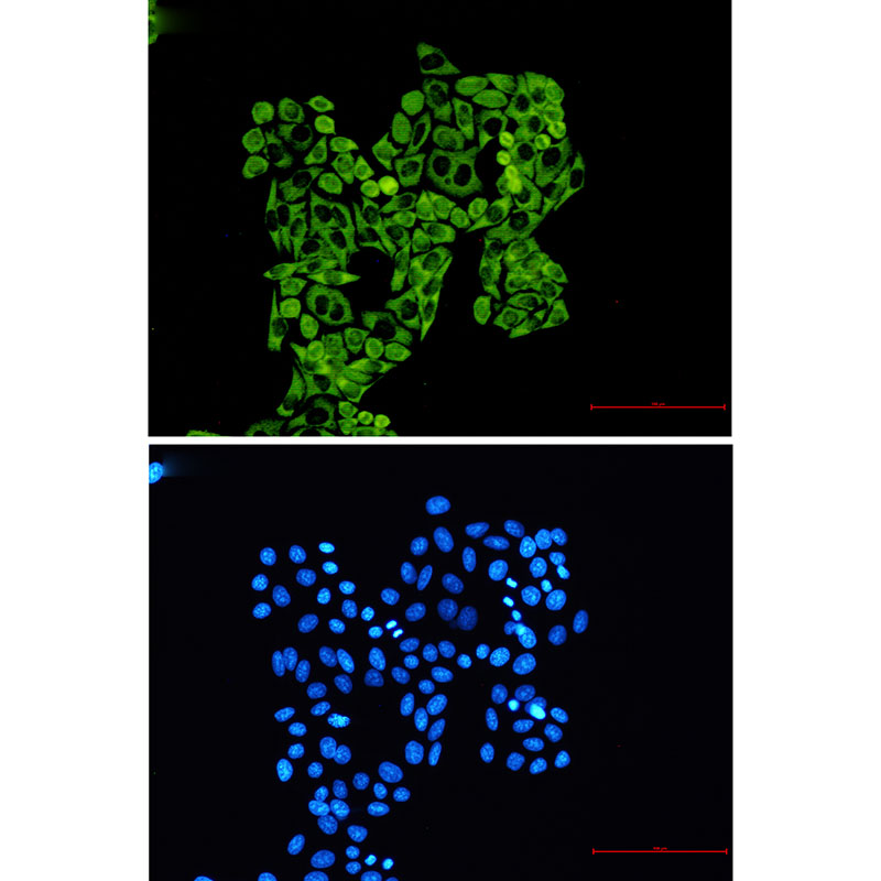 RPS8 Rabbit mAb