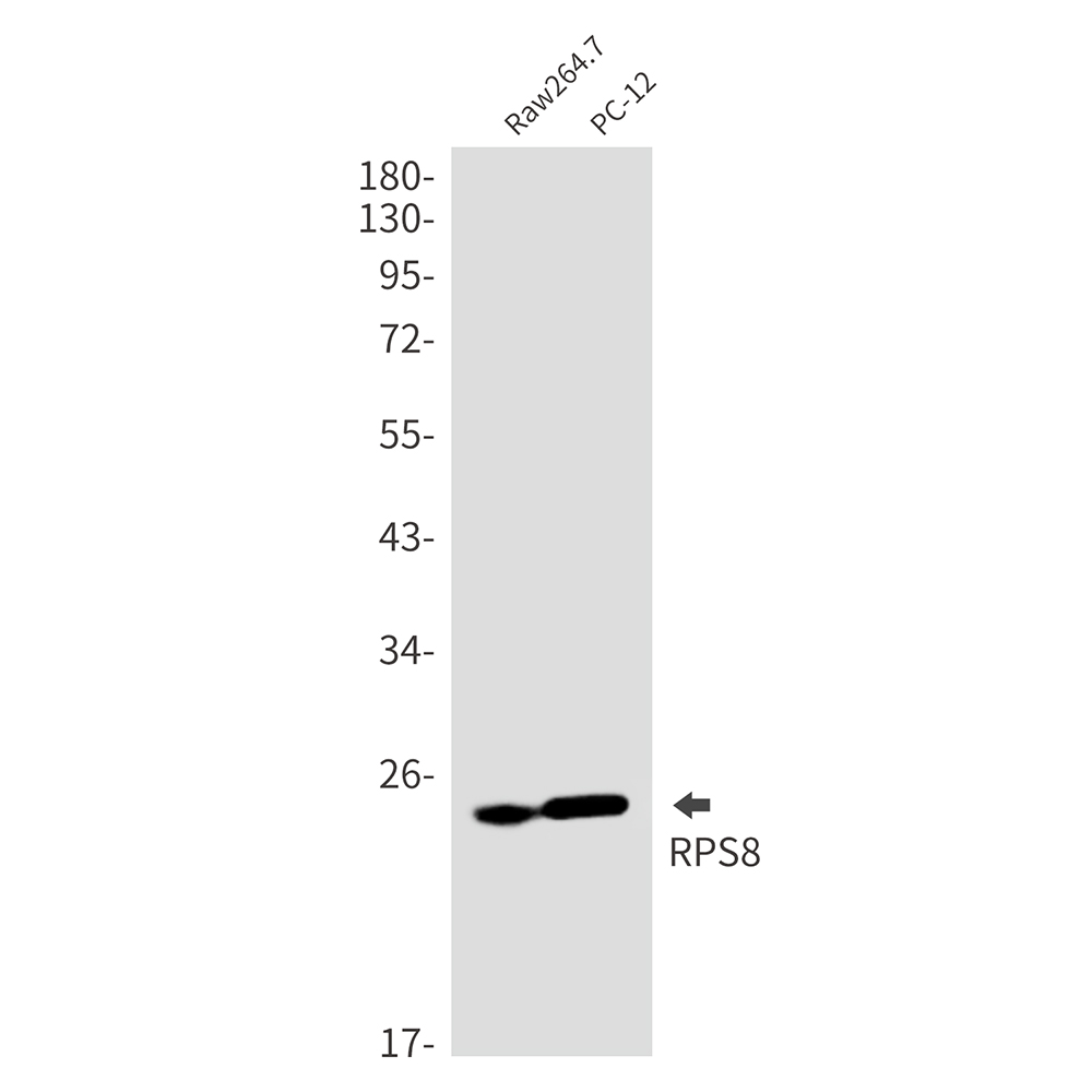 RPS8 Rabbit mAb