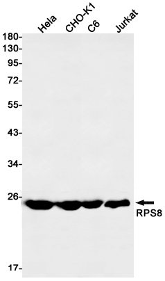 RPS8 Rabbit mAb