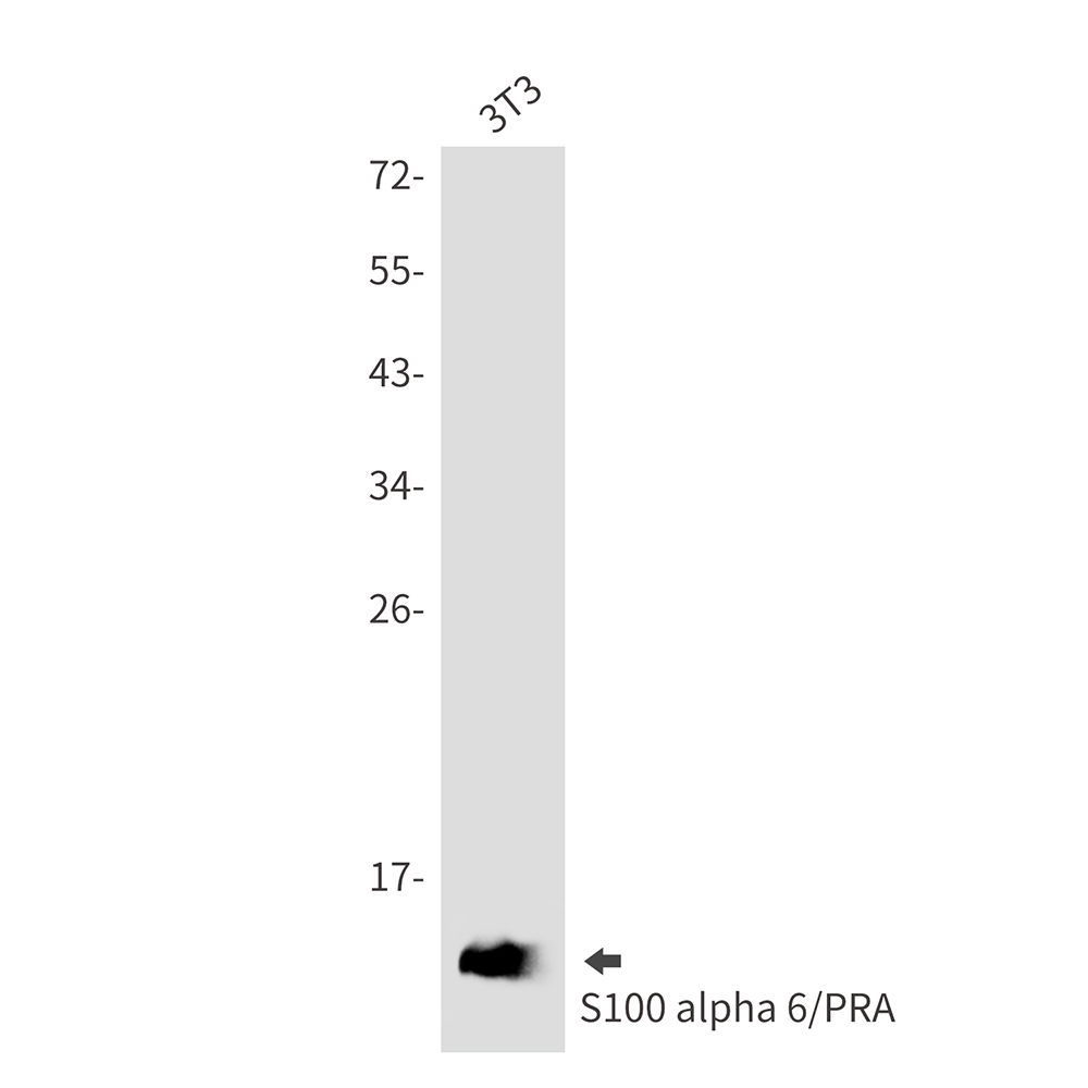 S100 alpha6 Rabbit mAb