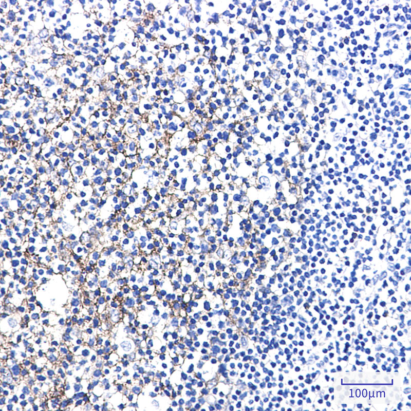 Semaphorin 7A Rabbit mAb