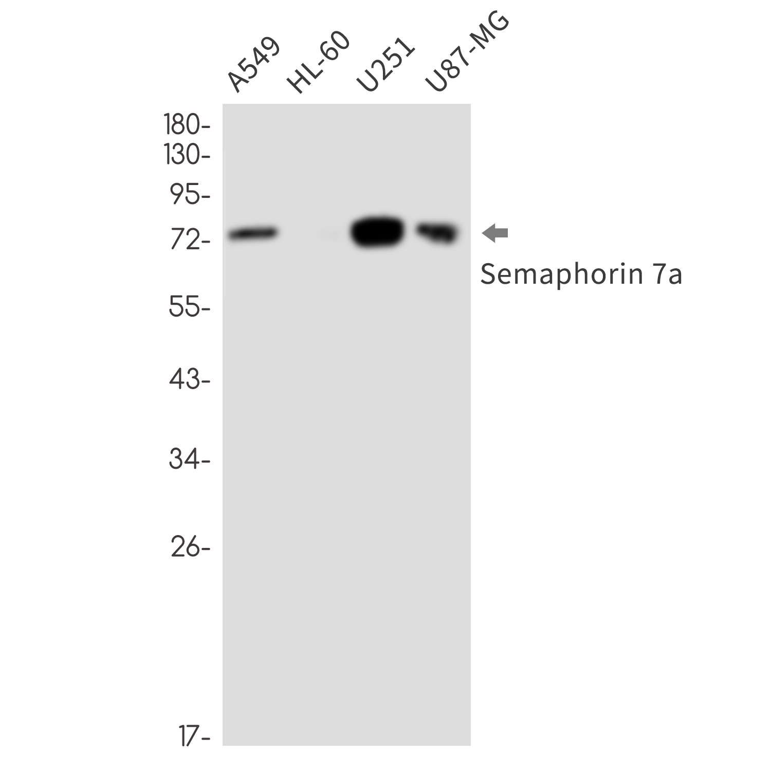 Semaphorin 7A Rabbit mAb