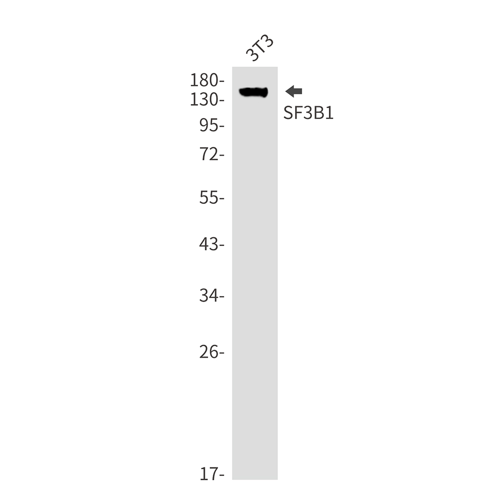 SF3B1 Rabbit mAb