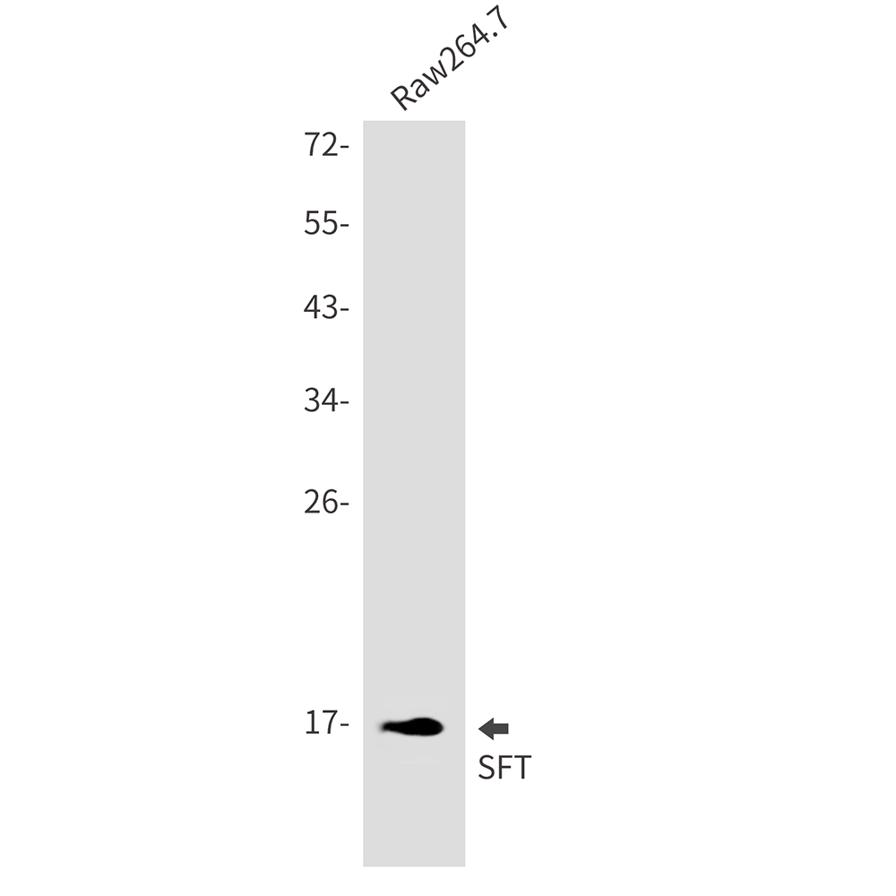 SFT Rabbit mAb