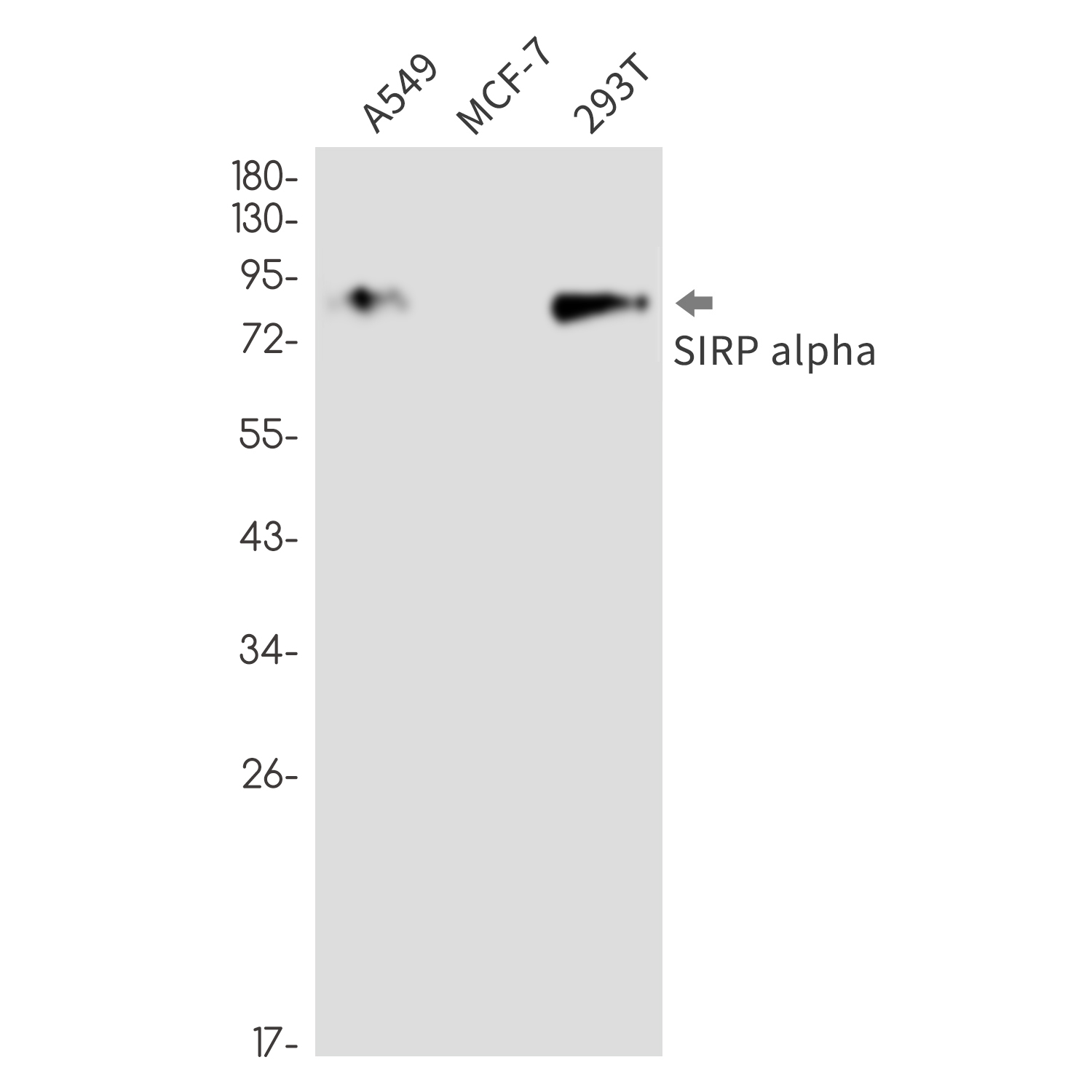 SIRP alpha Rabbit mAb