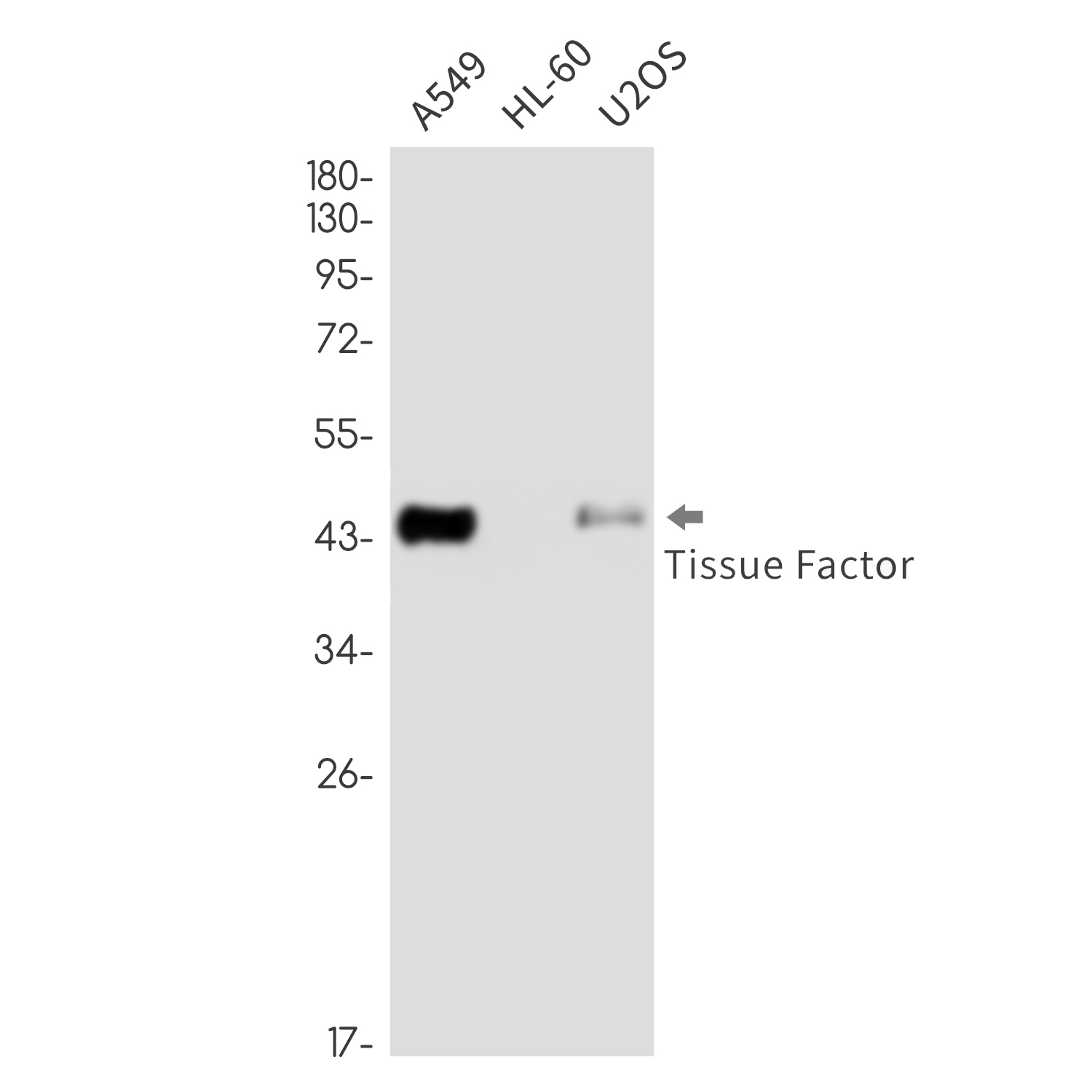 Tissue Factor Rabbit mAb