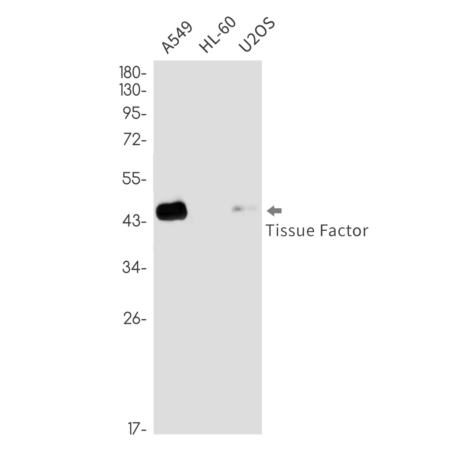 Tissue Factor Rabbit mAb