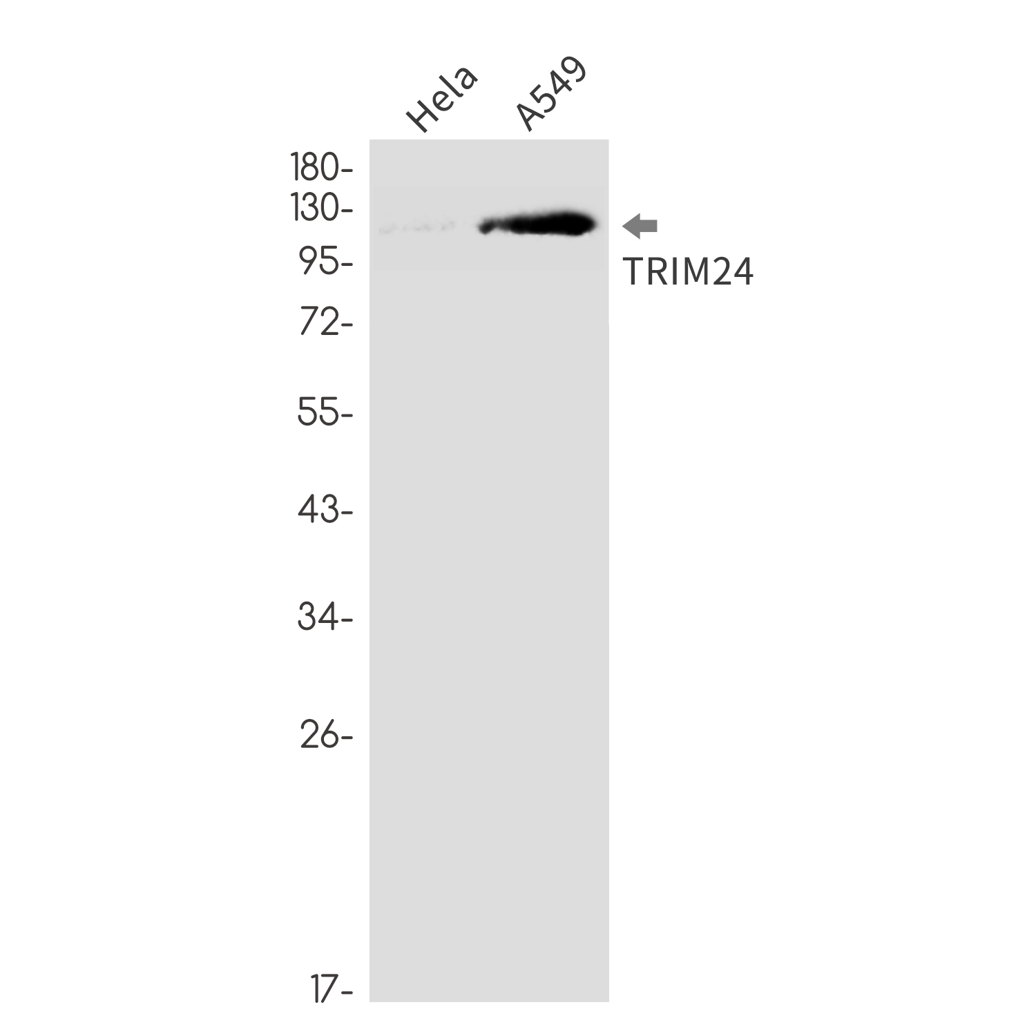 TRIM24 Rabbit mAb