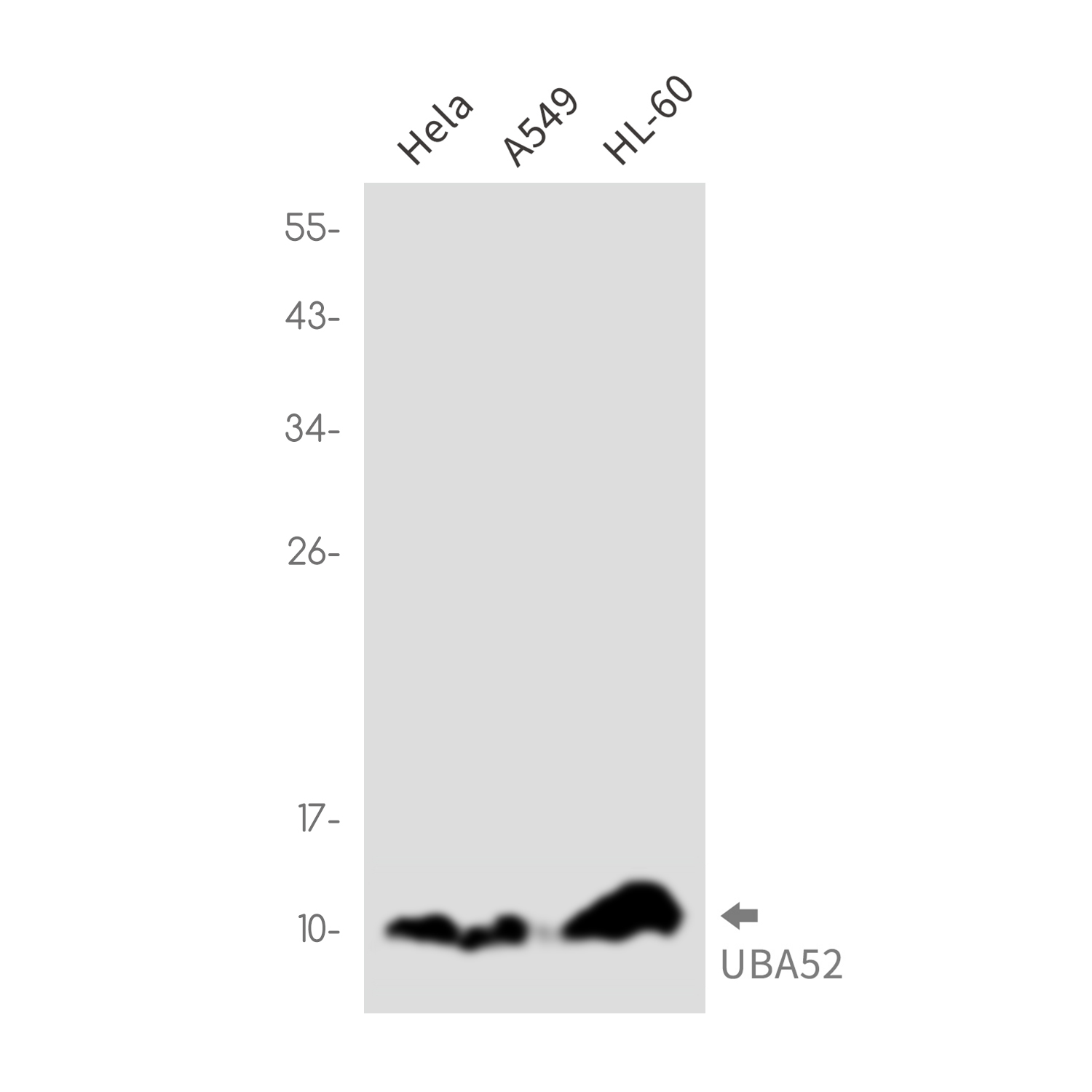 Ubiquitin 60S Ribosomal Protein L40 Rabbit mAb