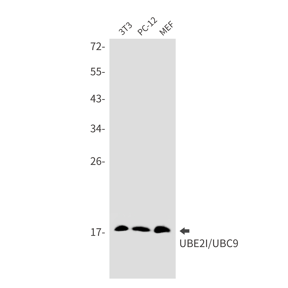 SUMO Conjugating Enzyme UBC9 Rabbit mAb