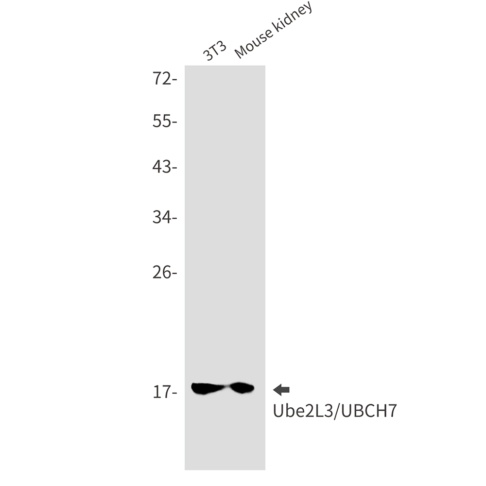 Ubiquitin Conjugating Enzyme E2 L3 Rabbit mAb