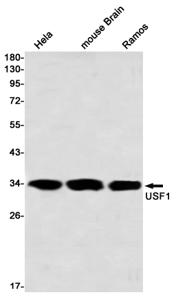 USF1 Rabbit mAb