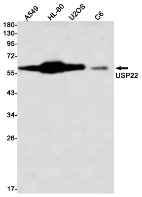 USP22 Rabbit mAb