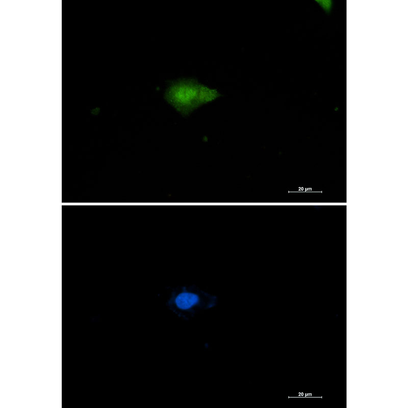 Nampt Rabbit mAb