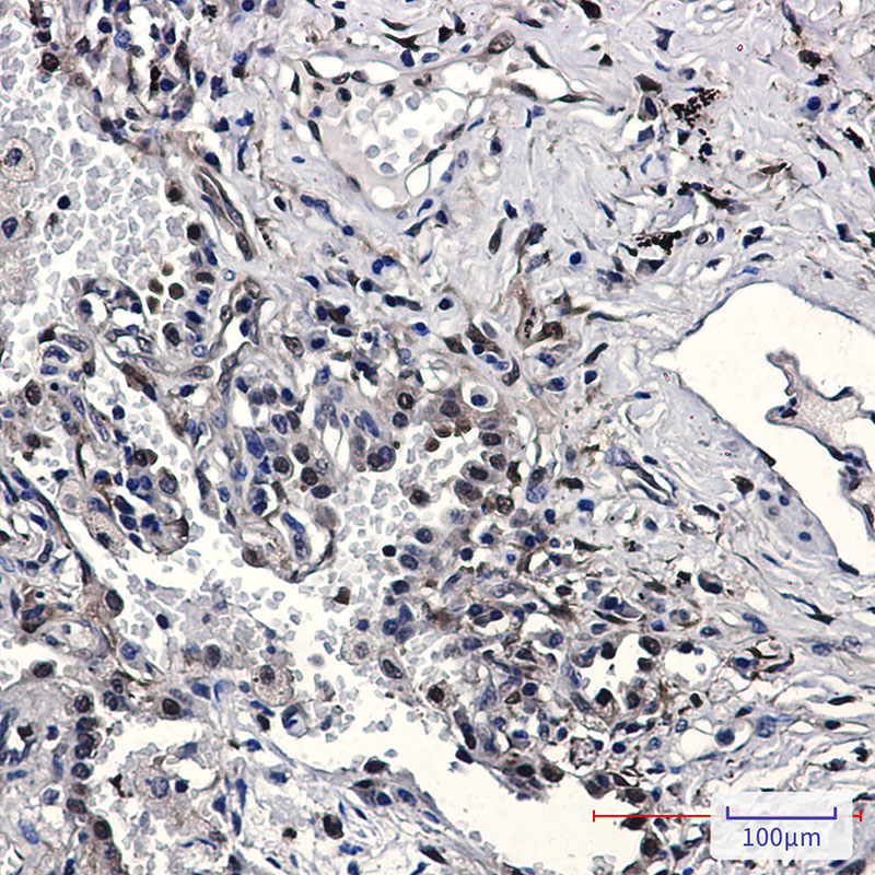 Nampt Rabbit mAb