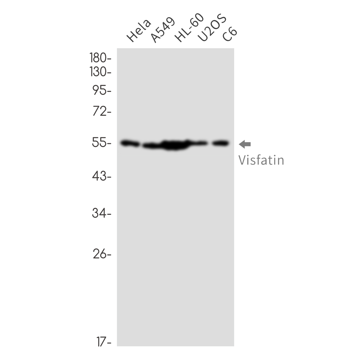 Nampt Rabbit mAb