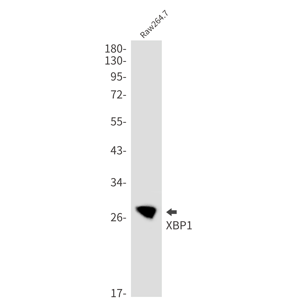 XBP1 Rabbit mAb