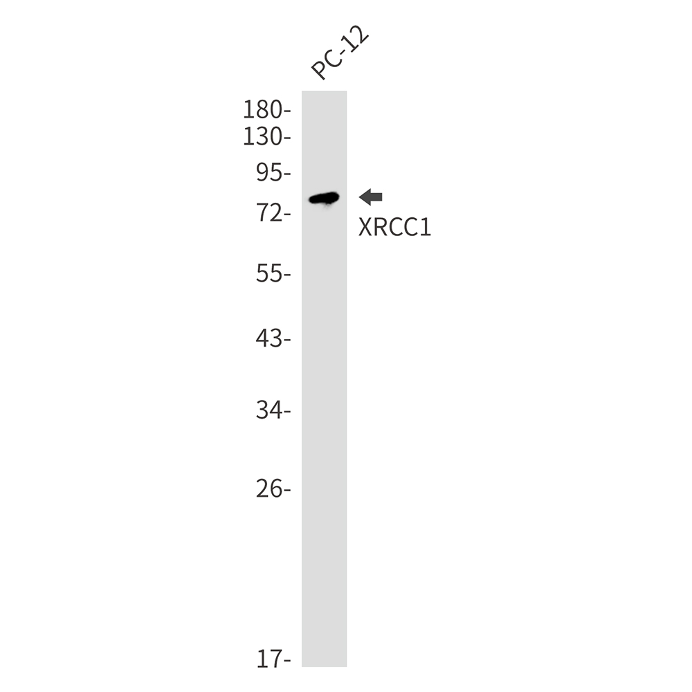 XRCC1 Rabbit mAb