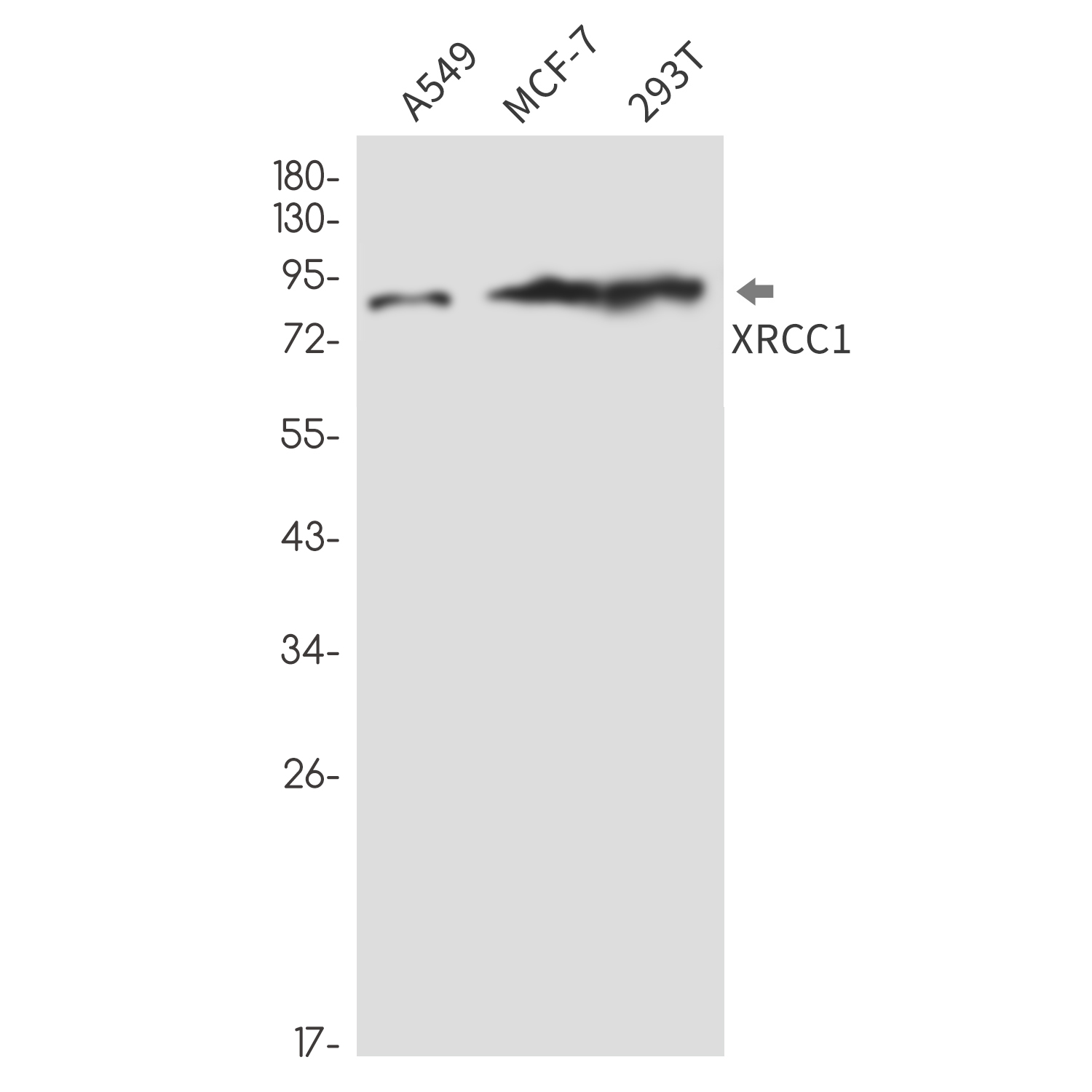 XRCC1 Rabbit mAb