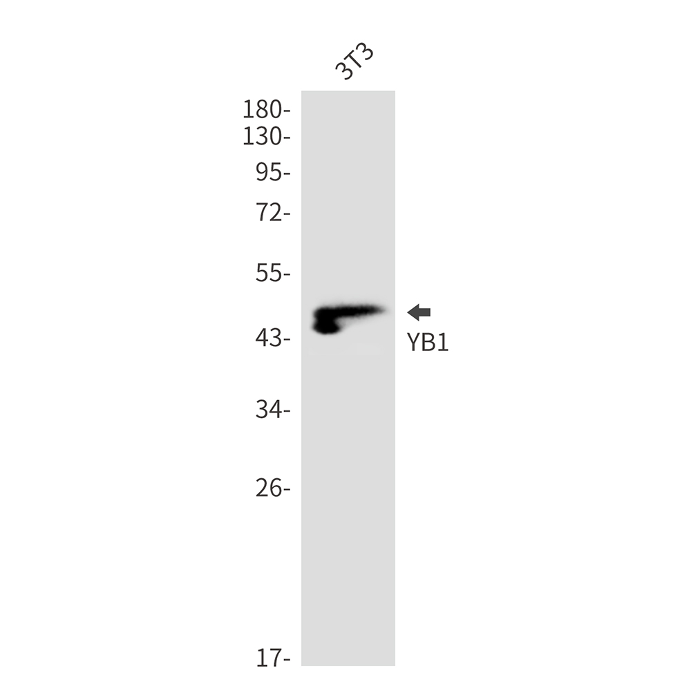 YB1 Rabbit mAb