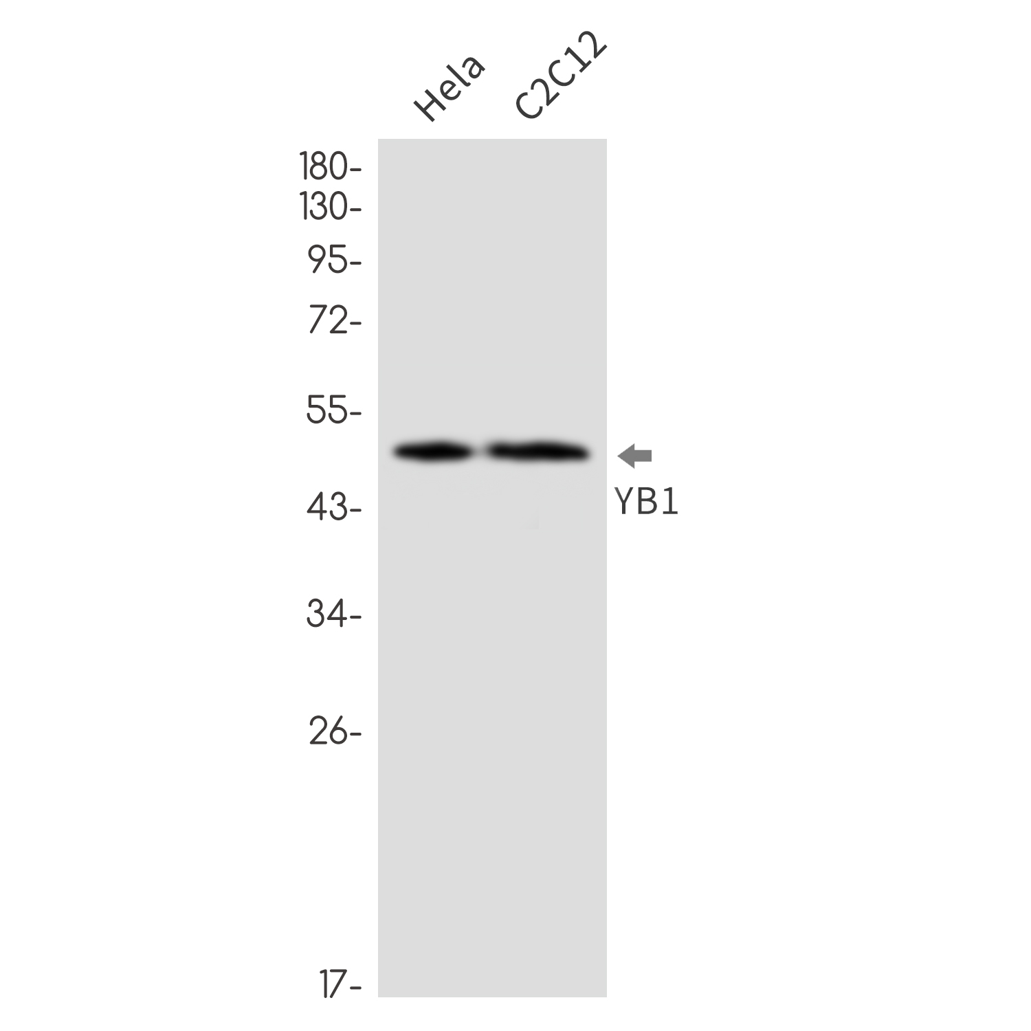 YB1 Rabbit mAb