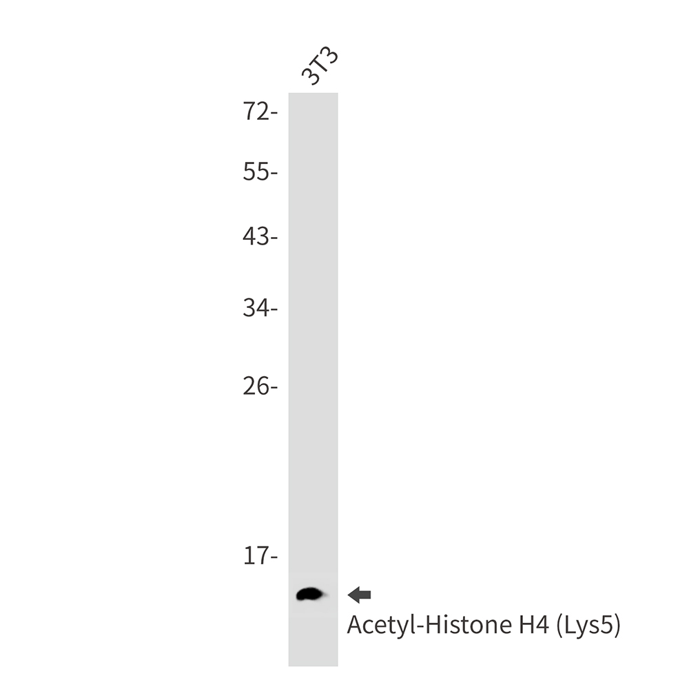 Acetyl-Histone H4 (Lys5) Rabbit mAb