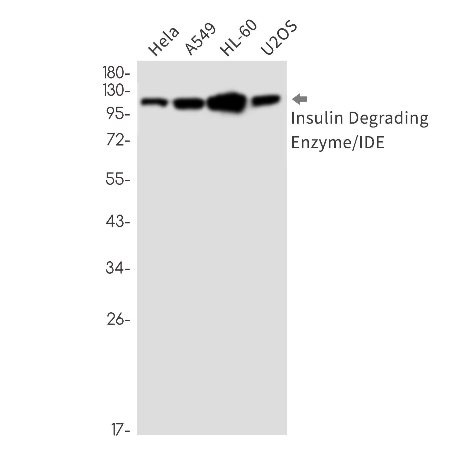 Insulin Degrading Enzyme Rabbit mAb