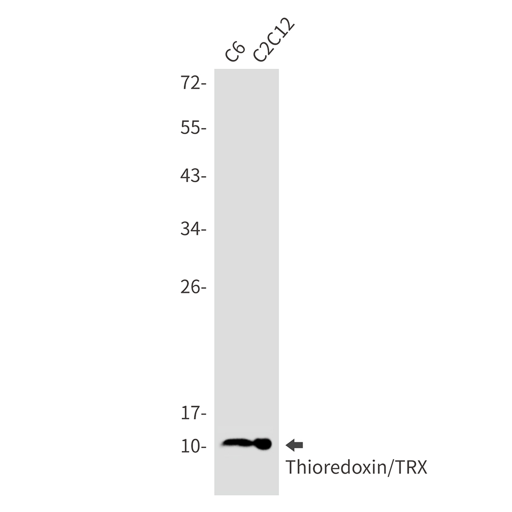 Thioredoxin Rabbit mAb