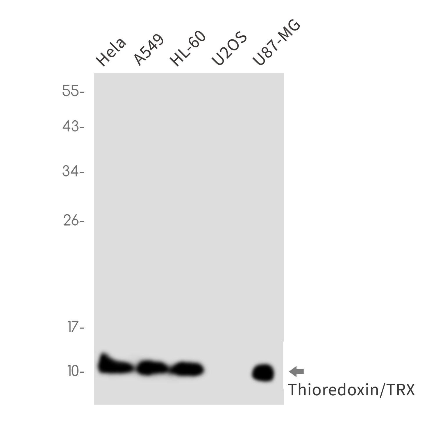 Thioredoxin Rabbit mAb