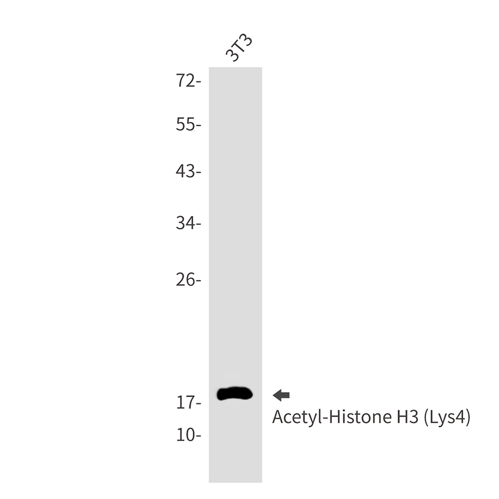 Acetyl-Histone H3 (Lys4) Rabbit mAb