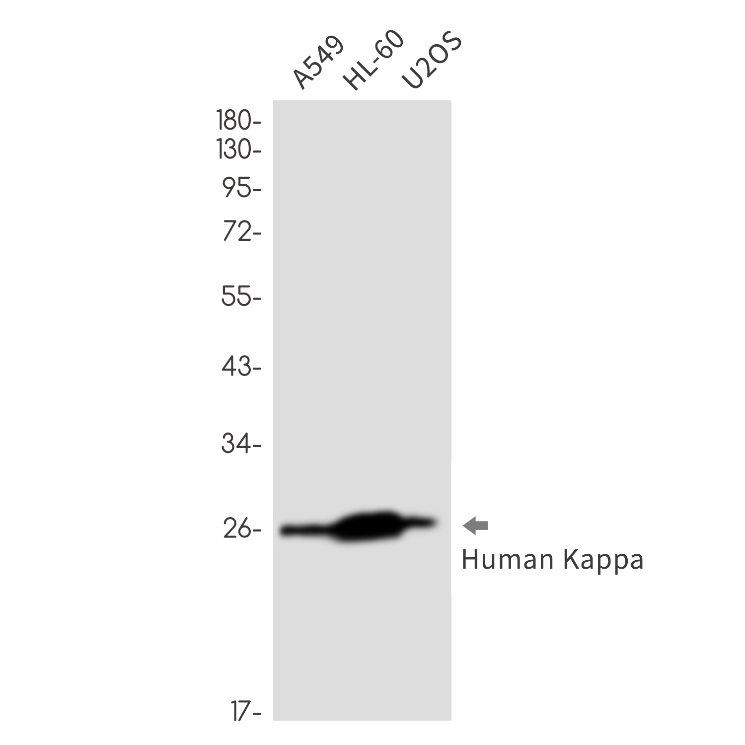 Human kappa Light Chain Rabbit mAb