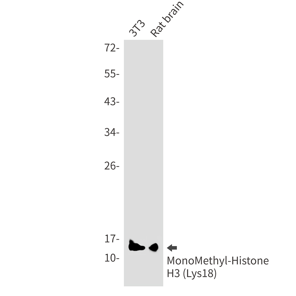 MonoMethyl-Histone H3 (Lys18) Rabbit mAb