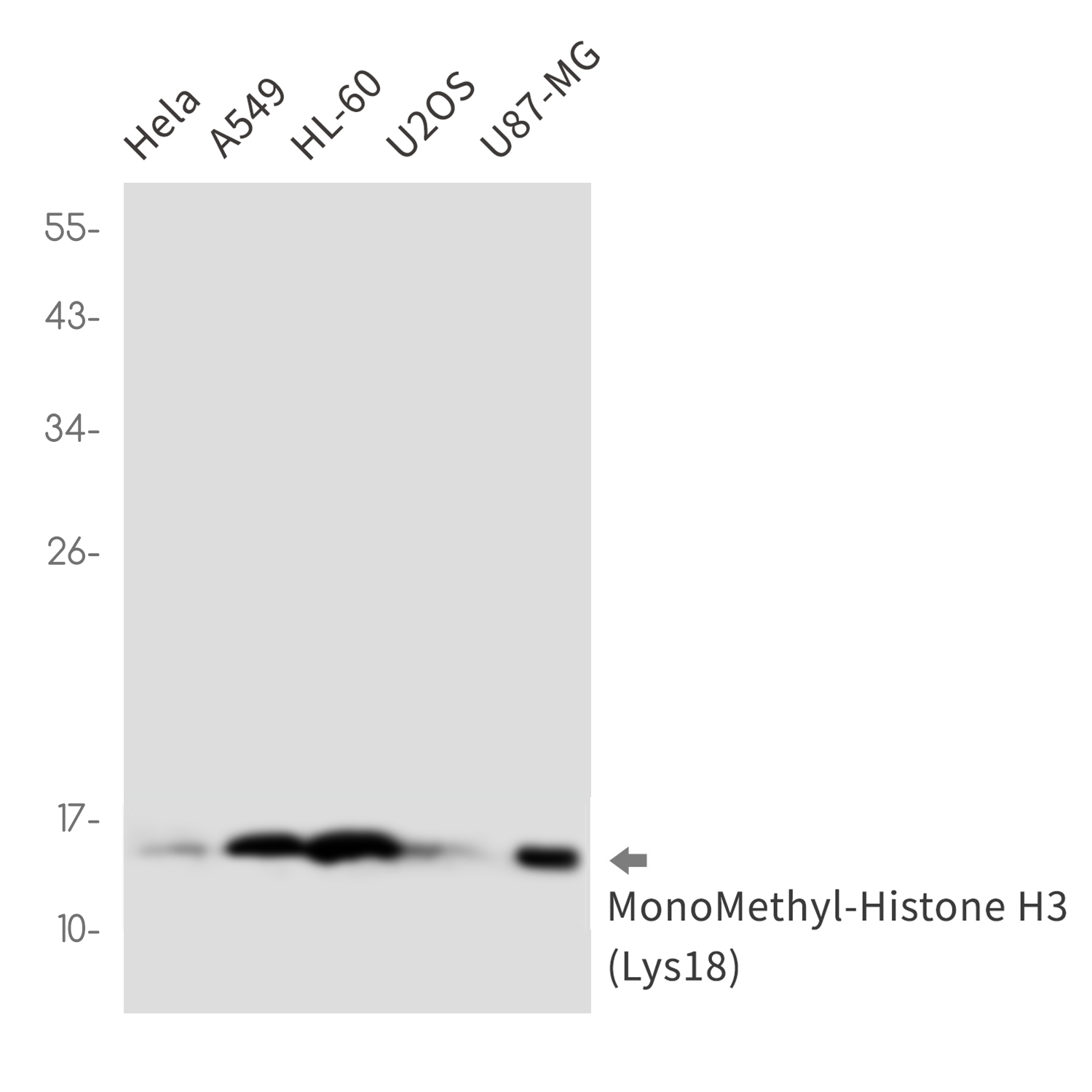 MonoMethyl-Histone H3 (Lys18) Rabbit mAb