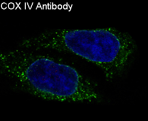 COX IV Rabbit mAb