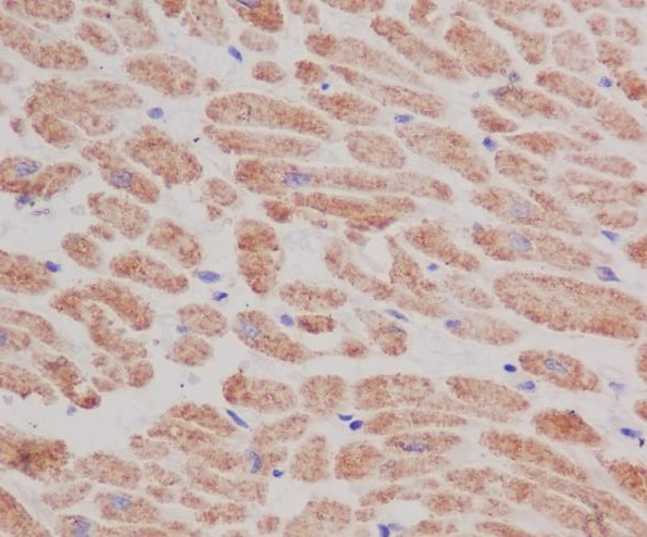 COX IV Rabbit mAb