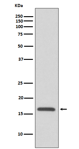 COX IV Rabbit mAb