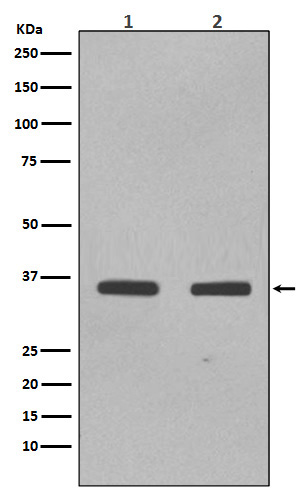 SOX2 Rabbit mAb