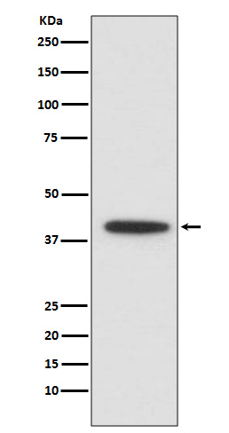 CEBPA Rabbit mAb