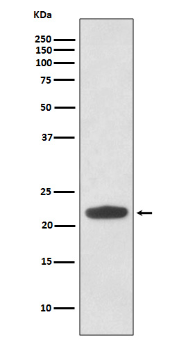 RHOA Rabbit mAb