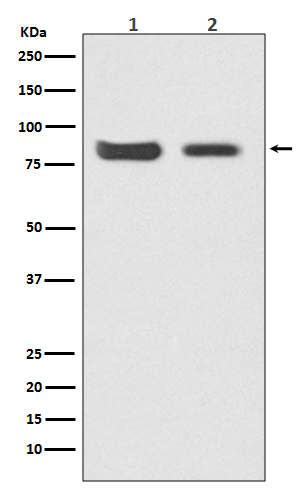 Mitofusin 2 Rabbit mAb